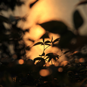 左妻右妾网站地址在线观看

